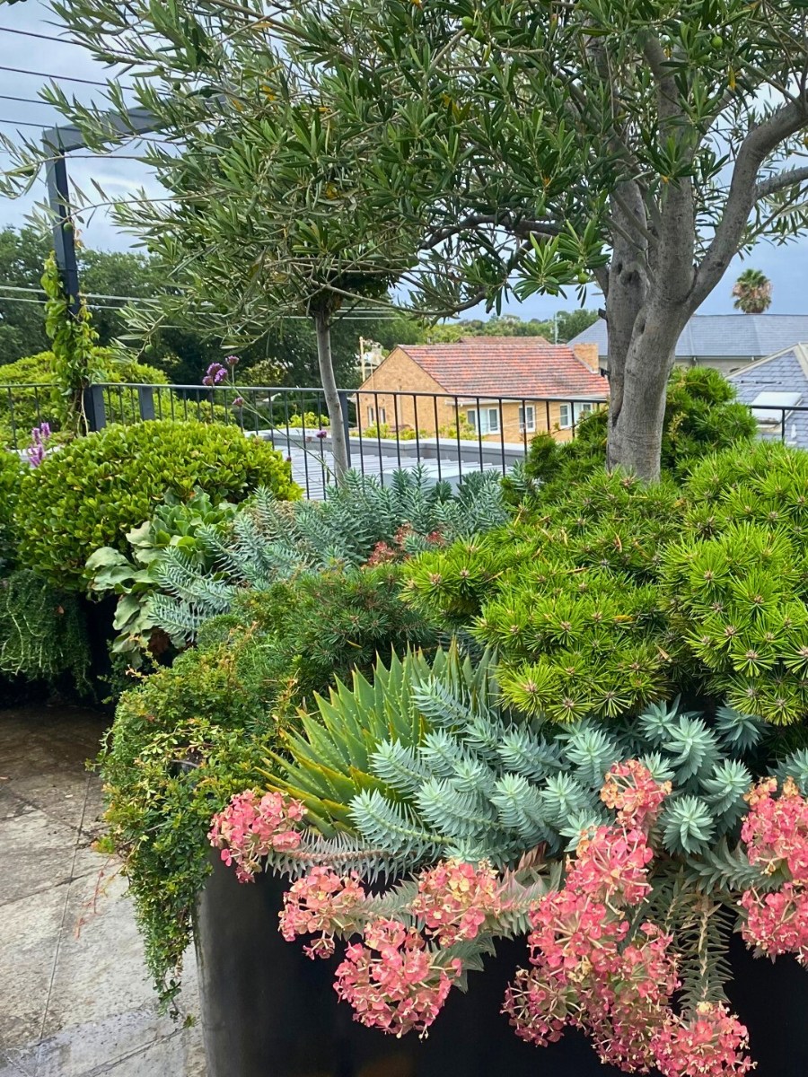 succulents are hardy, low maintenance and also another favorite for gardeners for their rooftop space