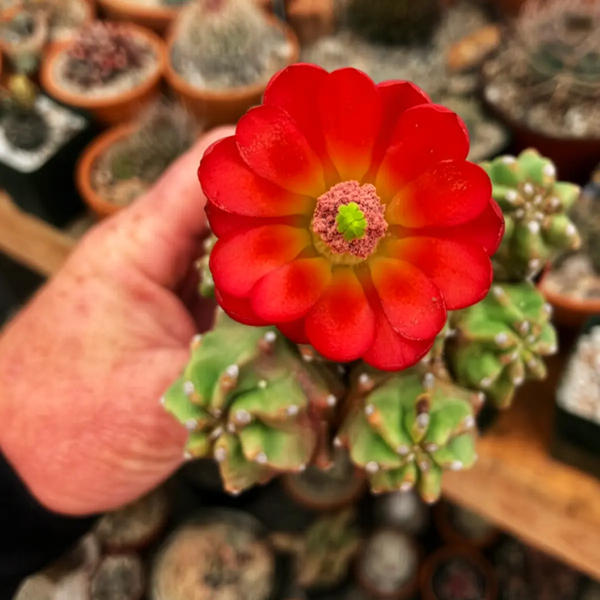 Kingcup Cactus Also Called Echinocereus Triglochidiatus, the Claret-Red Blooming Cactus - Thursd Article