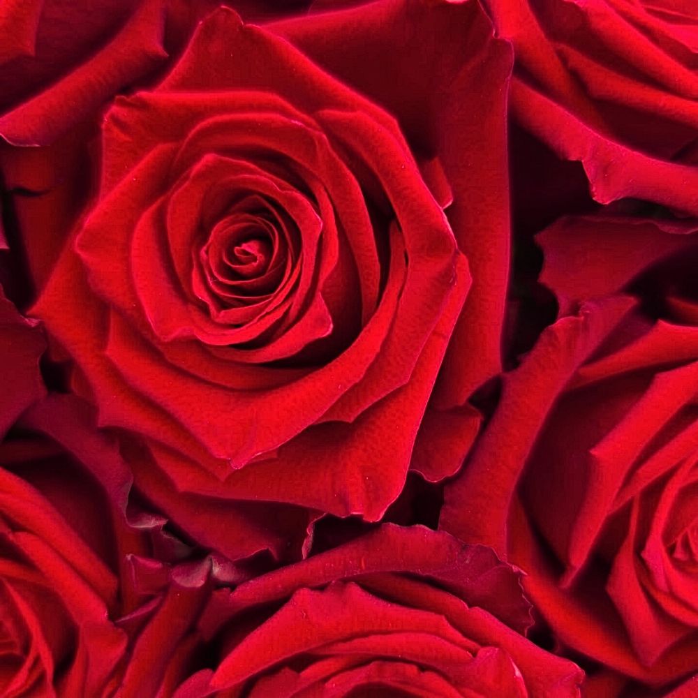 Rose Born Free Money Maker De Ruiter Innovations