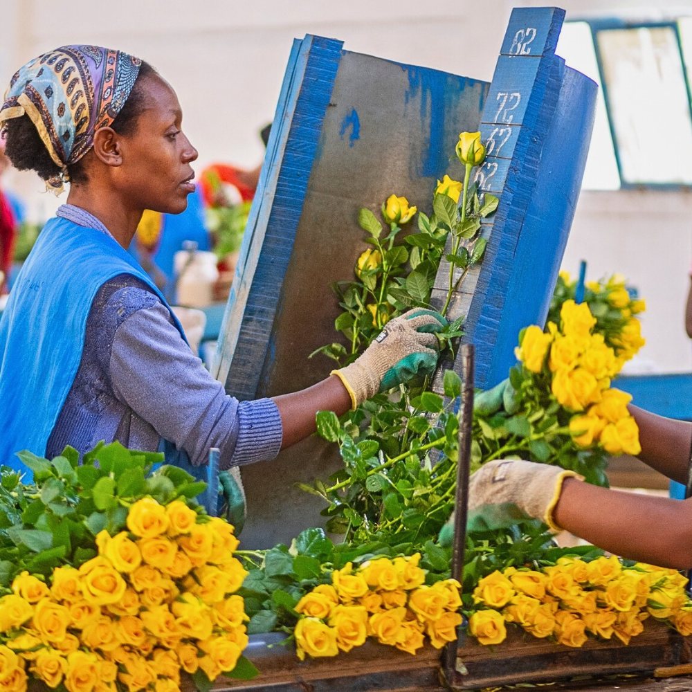 Through their efforts, the Ethiopian Horticulture Producer Exporters Association gives enough reasons why you need to buy more flowers produced in the country!