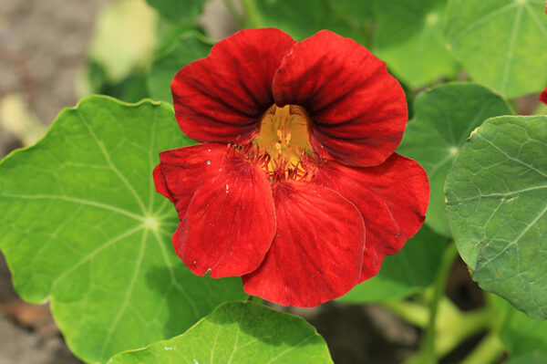 16 Flowers You Can Actually Eat! - blog julie woodworth on thursd - Red Nasturtium Flower