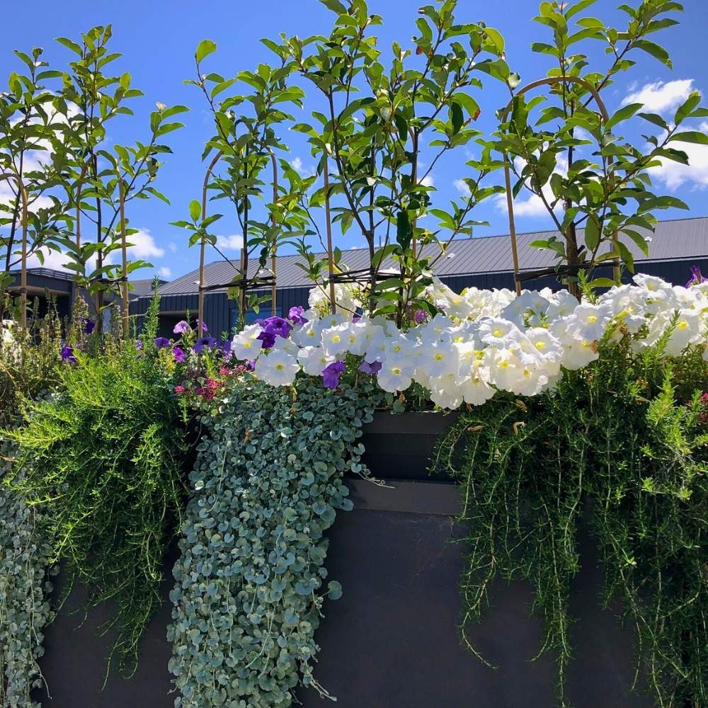Which Plants Work Best for Rooftop Garden Planters, Especially in Urban Spaces?
