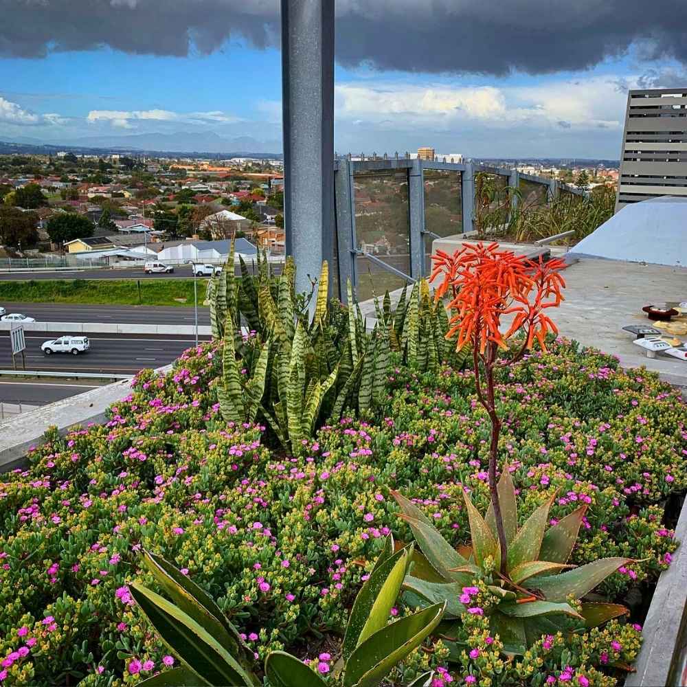 Creating a beautiful space with colorful rooftop garden planter flowers