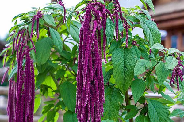 16 Flowers You Can Actually Eat! - blog julie woodworth on thursd - amaranth flowers -