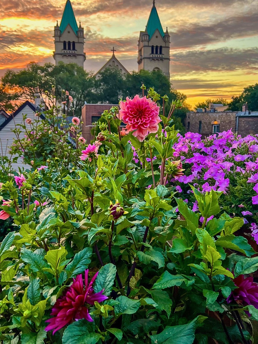 flowering rooftop garden plants