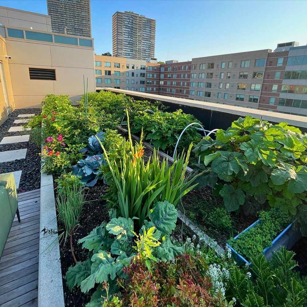 How do I know what to consider before planting a rooftop garden regarding weight limits?