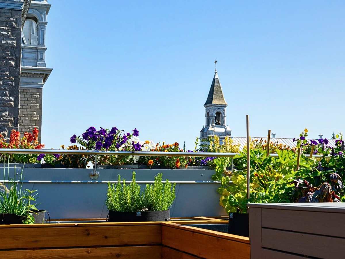 its important to add regular watering to keep the plants thriving during dry conditions