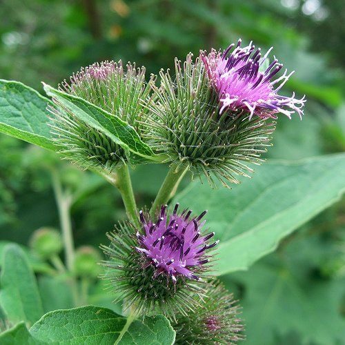 16 Flowers You Can Actually Eat! - blog julie woodworth on thursd - burdock edible flowers