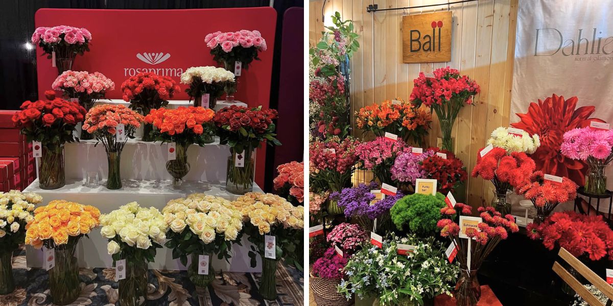 Rosaprima and Ball SB at WFFSA