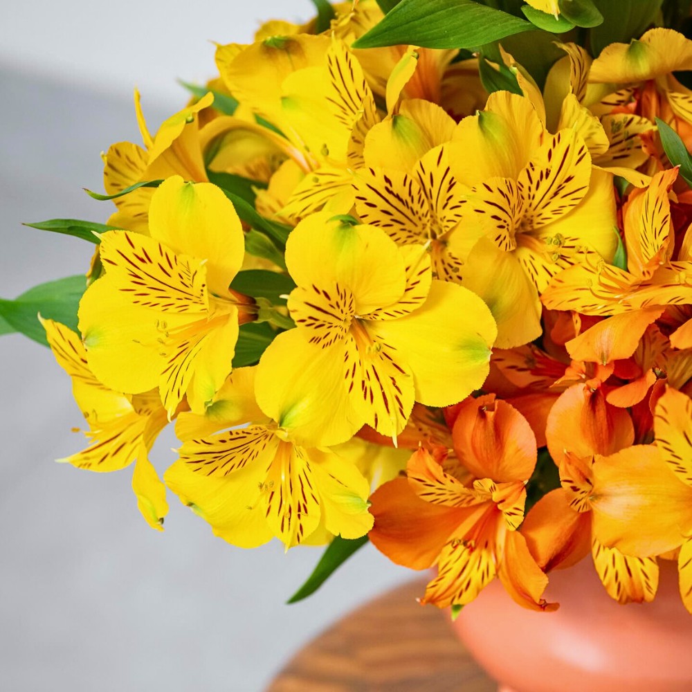 K&ouml;nst Alstroemeria Marks Eight Decades of Breeding Superiority