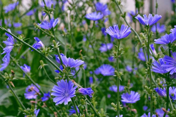 16 Flowers You Can Actually Eat! - blog julie woodworth on thursd - Cichorium Intybus - Chicory edible flowers