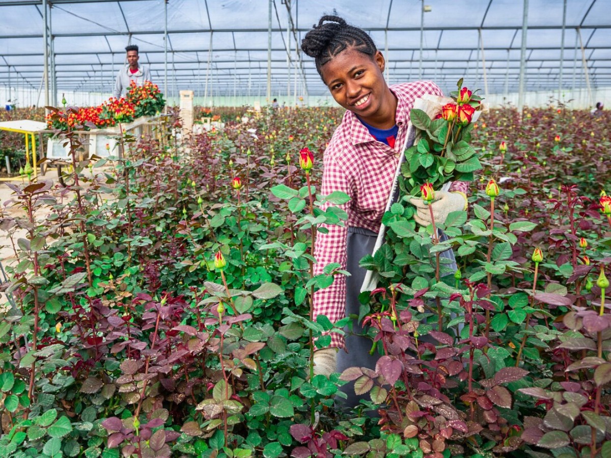 EHPEA&rsquo;s Great Role in Ethiopian Floriculture Growth and Socio-Economic Impact