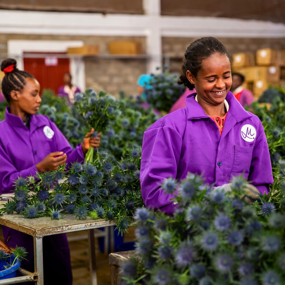 EHPEA&rsquo;s Great Role in Ethiopian Floriculture Growth and Socio-Economic Impact