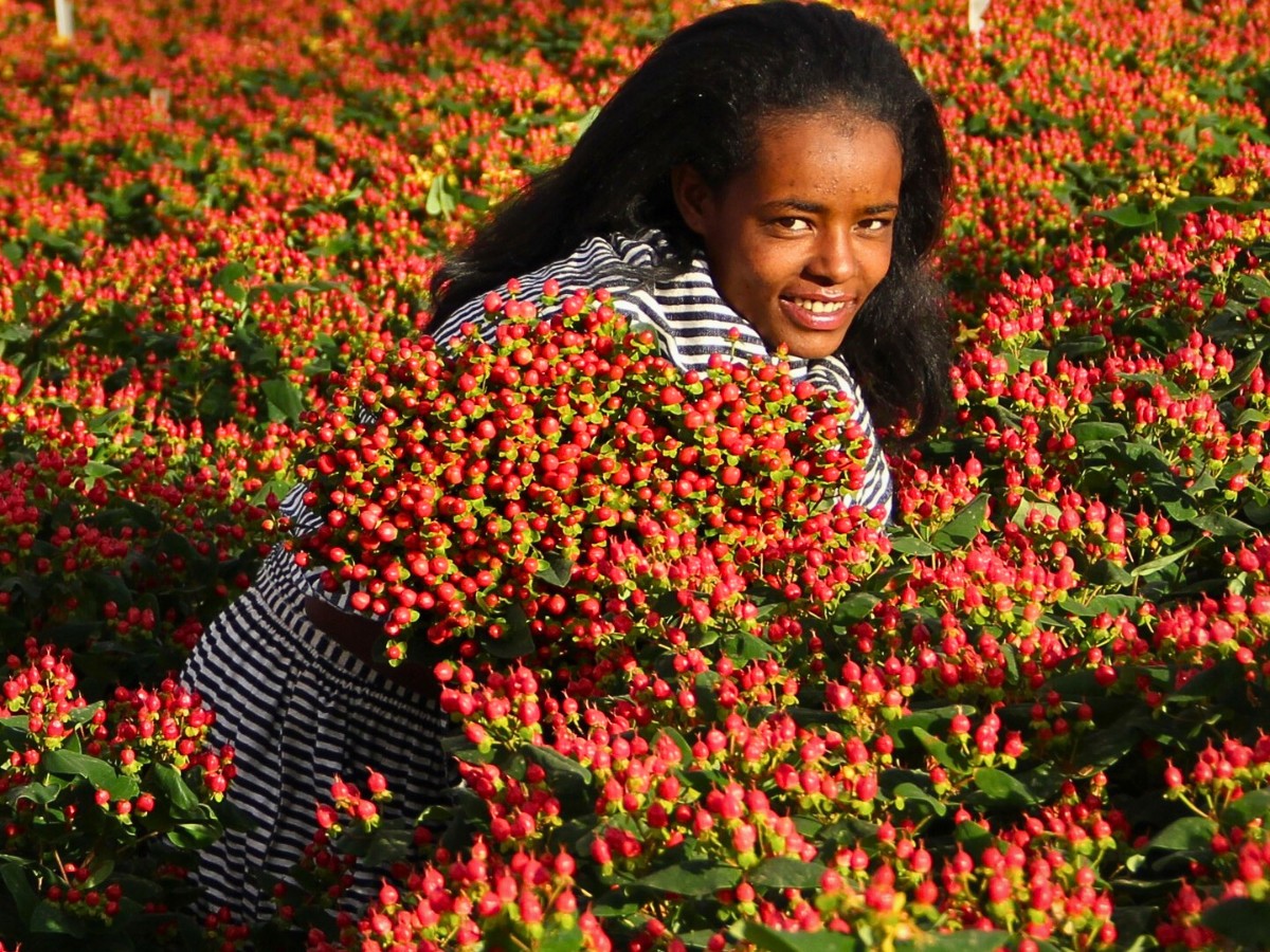 EHPEA&rsquo;s Great Role in Ethiopian Floriculture Growth and Socio-Economic Impact