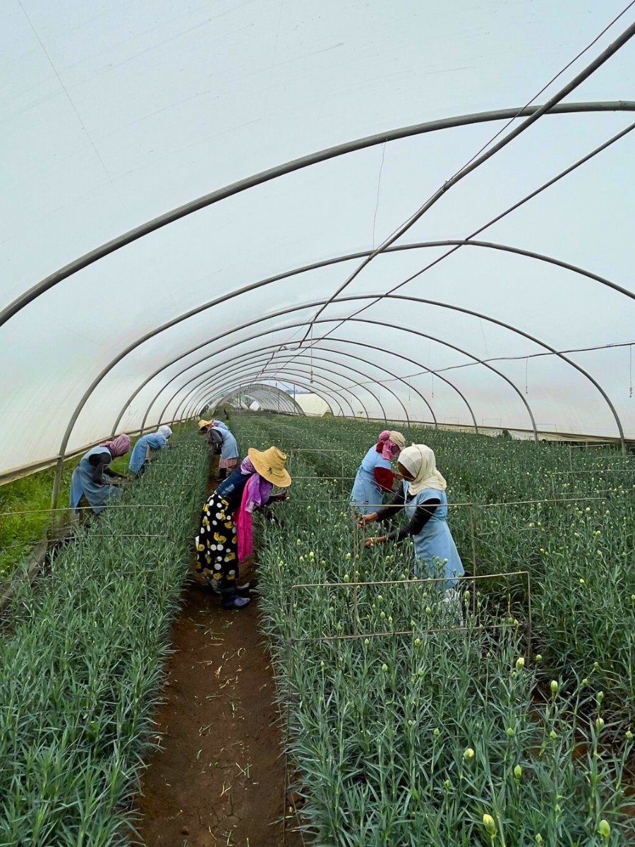 EHPEA&rsquo;s Great Role in Ethiopian Floriculture Growth and Socio-Economic Impact