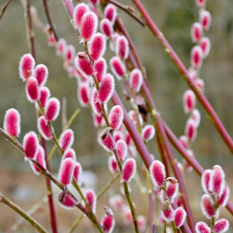 Salix Gracilistyla Melanostachys by nordicplants.no