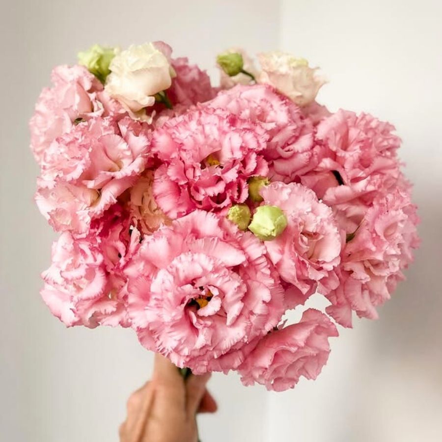  Lisianthus Alissa Pink by floralscent.ro