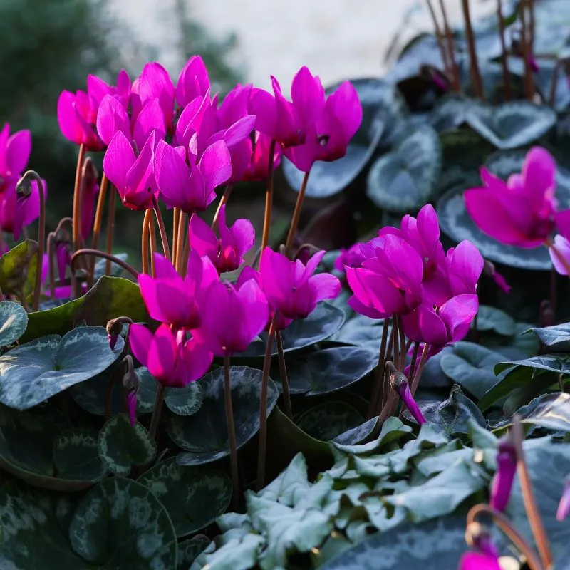 ELIXIA Cyclamen by Morel