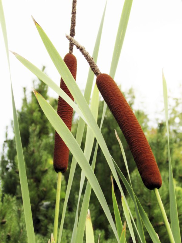 16 Flowers You Can Actually Eat! - blog julie woodworth on thursd - edible cattail image courtesy gardening know how