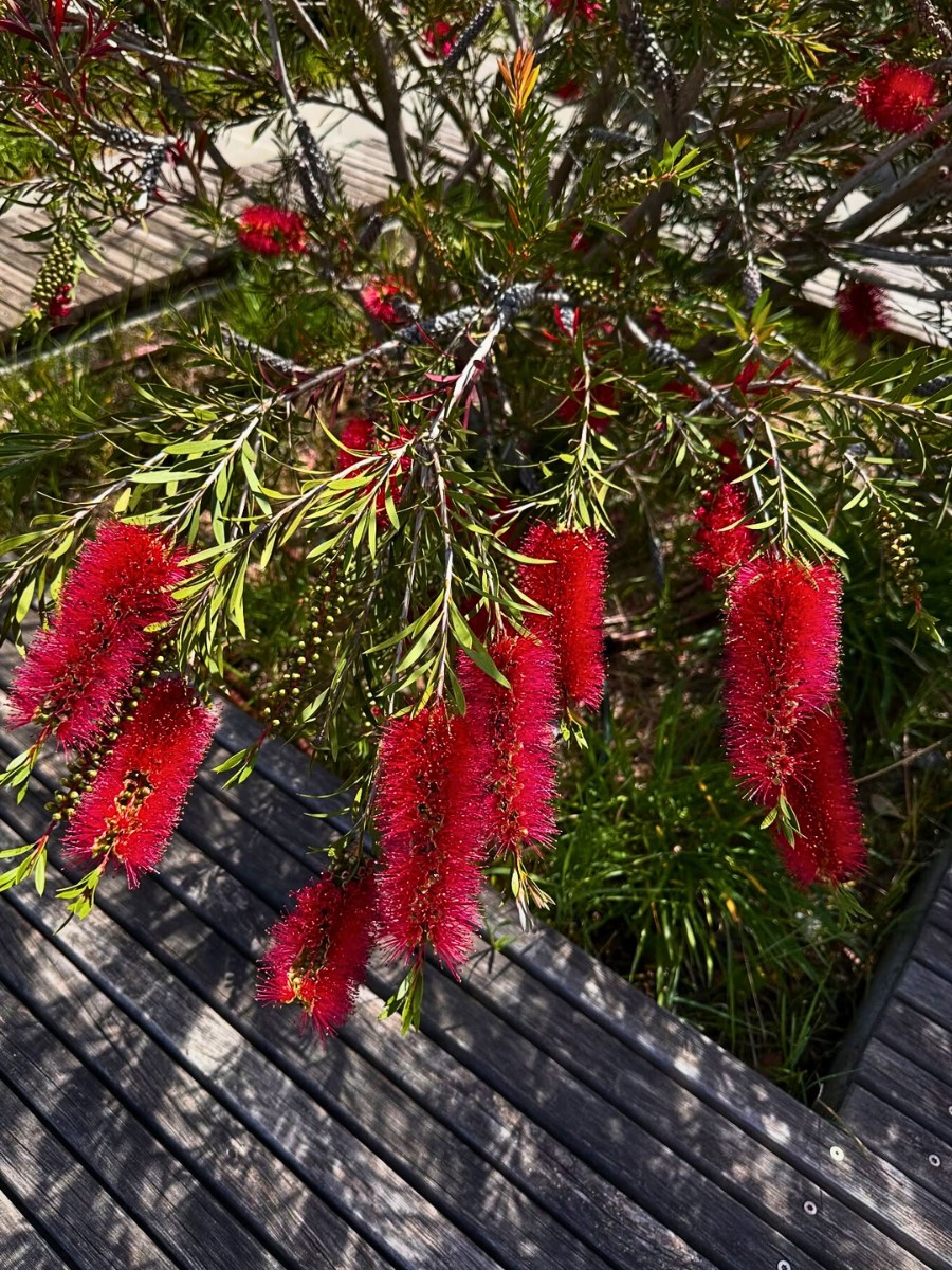 You will encounter this plant under several names, like Melaleuca citrina, Callistemon citrinus, common red bottlebrush, lemon bottlebrush, or simply crimson bottlebrush. 
