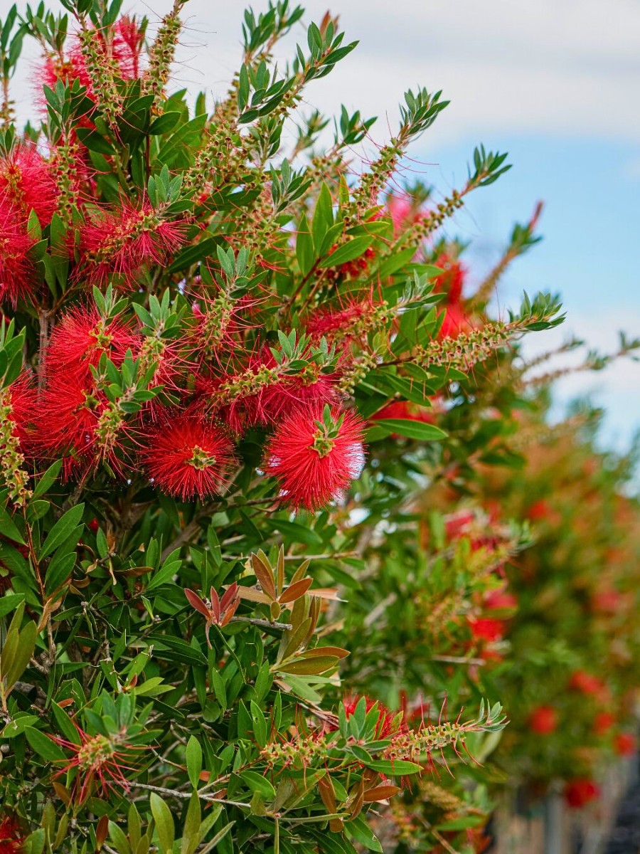 The full-sized Callistemon citrinus &ndash; crimson bottlebrush can reach heights of 3 meters to 4.5 meters