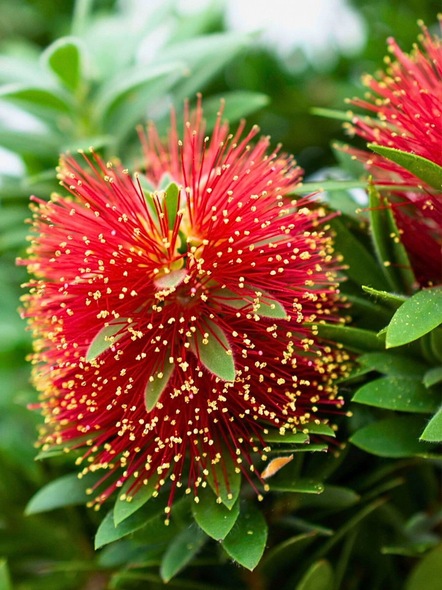 The crimson bottlebrush, scientifically known as Melaleuca citrina (formerly Callistemon citrinus)