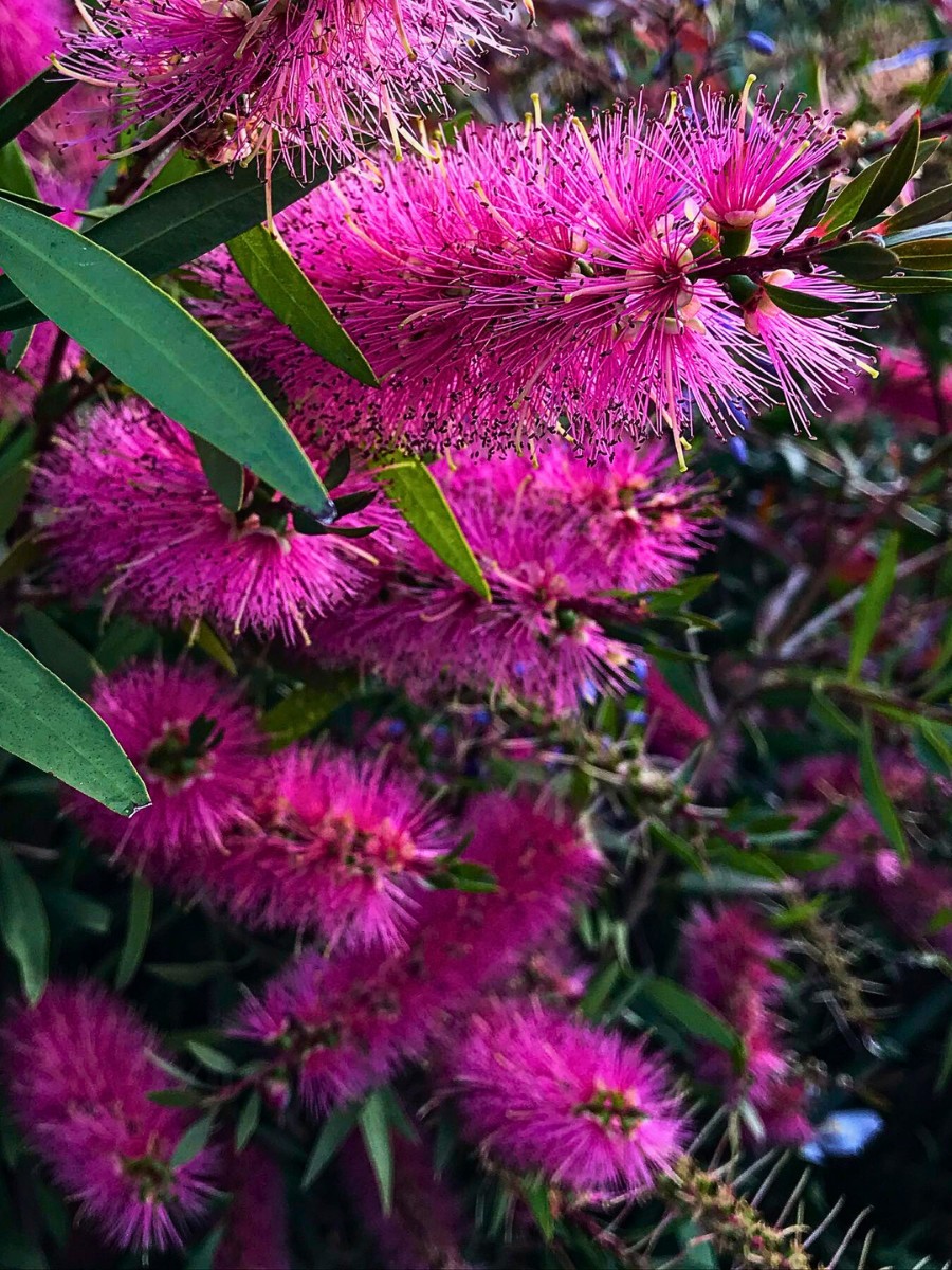 The crimson bottlebrush, scientifically known as Melaleuca citrina (formerly Callistemon citrinus), is an evergreen shrub or small tree native to eastern Australia.