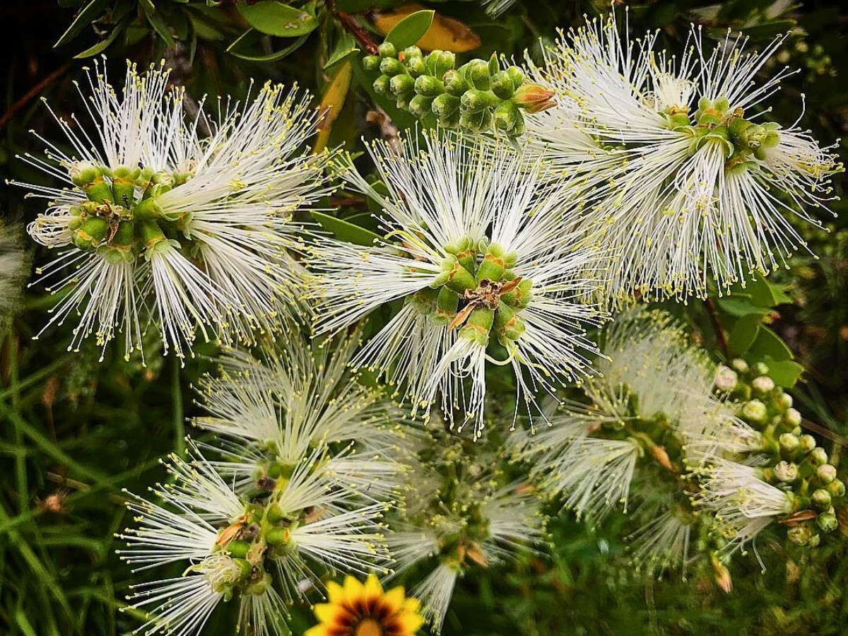 Is Crimson Bottlebrush Poisonous to Dogs?