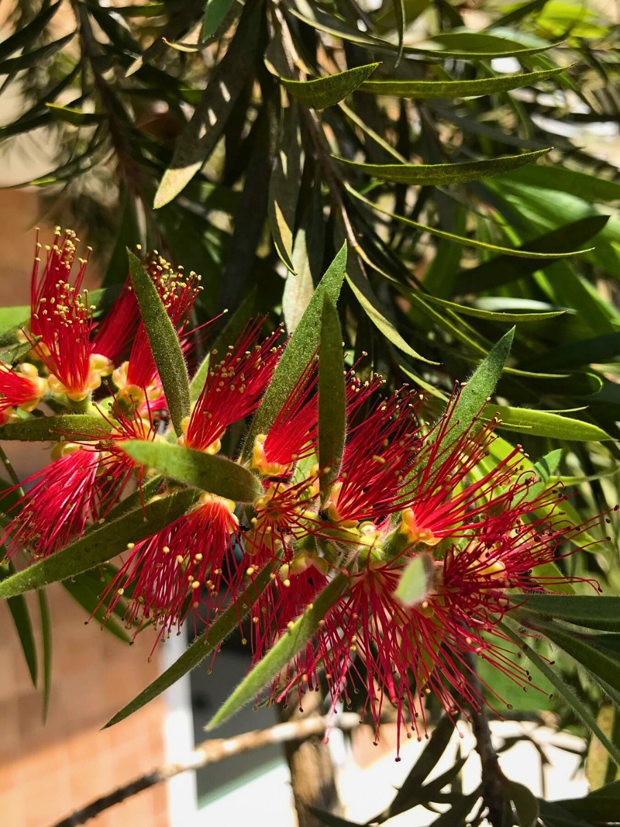 The crimson bottlebrush, scientifically known as Melaleuca citrina (formerly Callistemon citrinus), is an evergreen shrub or small tree native to eastern Australia