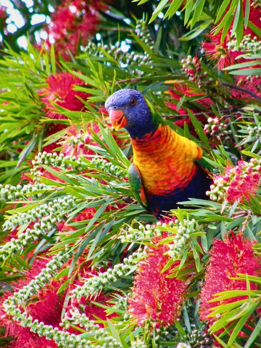 Melaleuca citrina has attracted interest for its essential oils, which share a family resemblance to tea tree and eucalyptus oils.