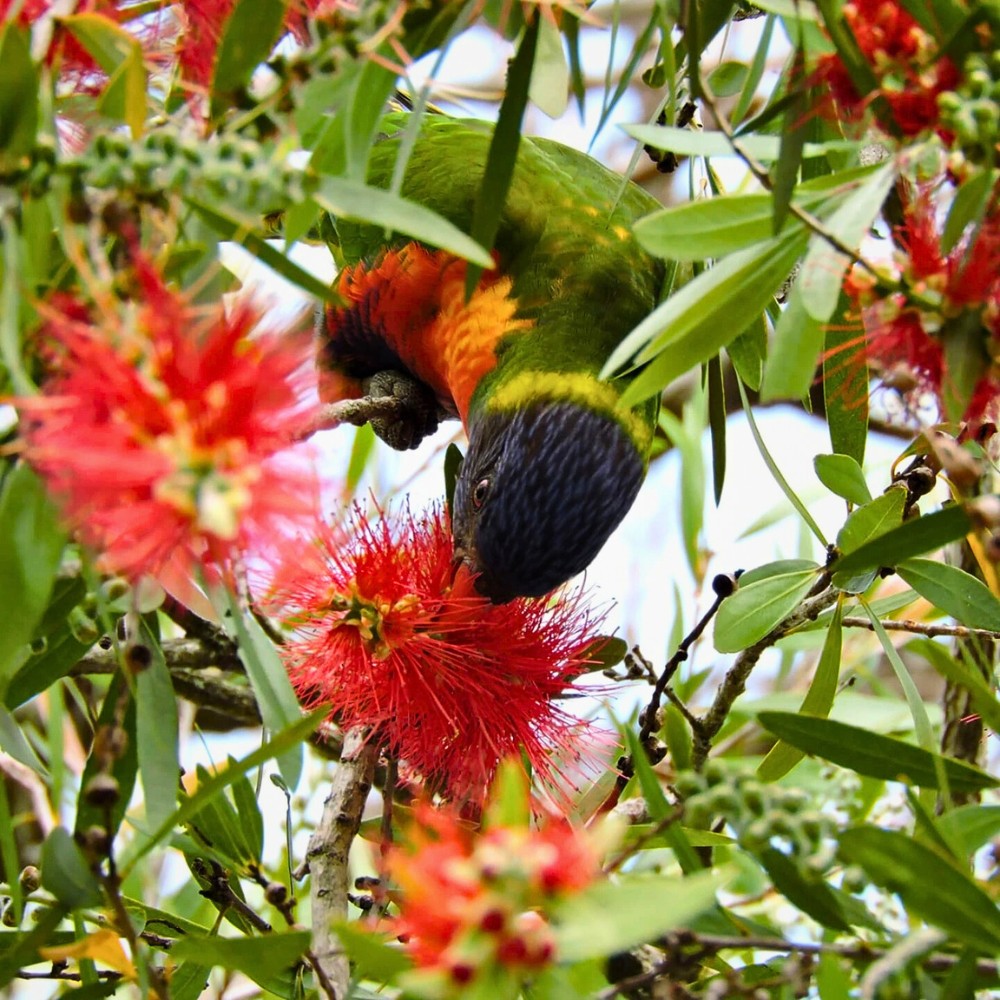 What is the difference between Melaleuca citrina and Callistemon citrinus crimson bottlebrush?