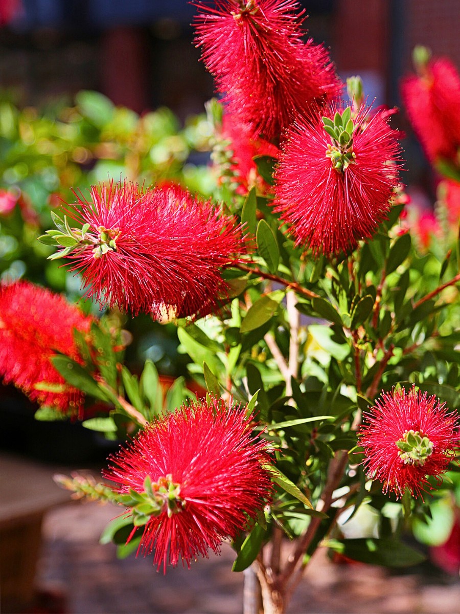 Crimson Bottlebrush, Scientifically Known as Melaleuca Citrina or Callistemon Citrinus
