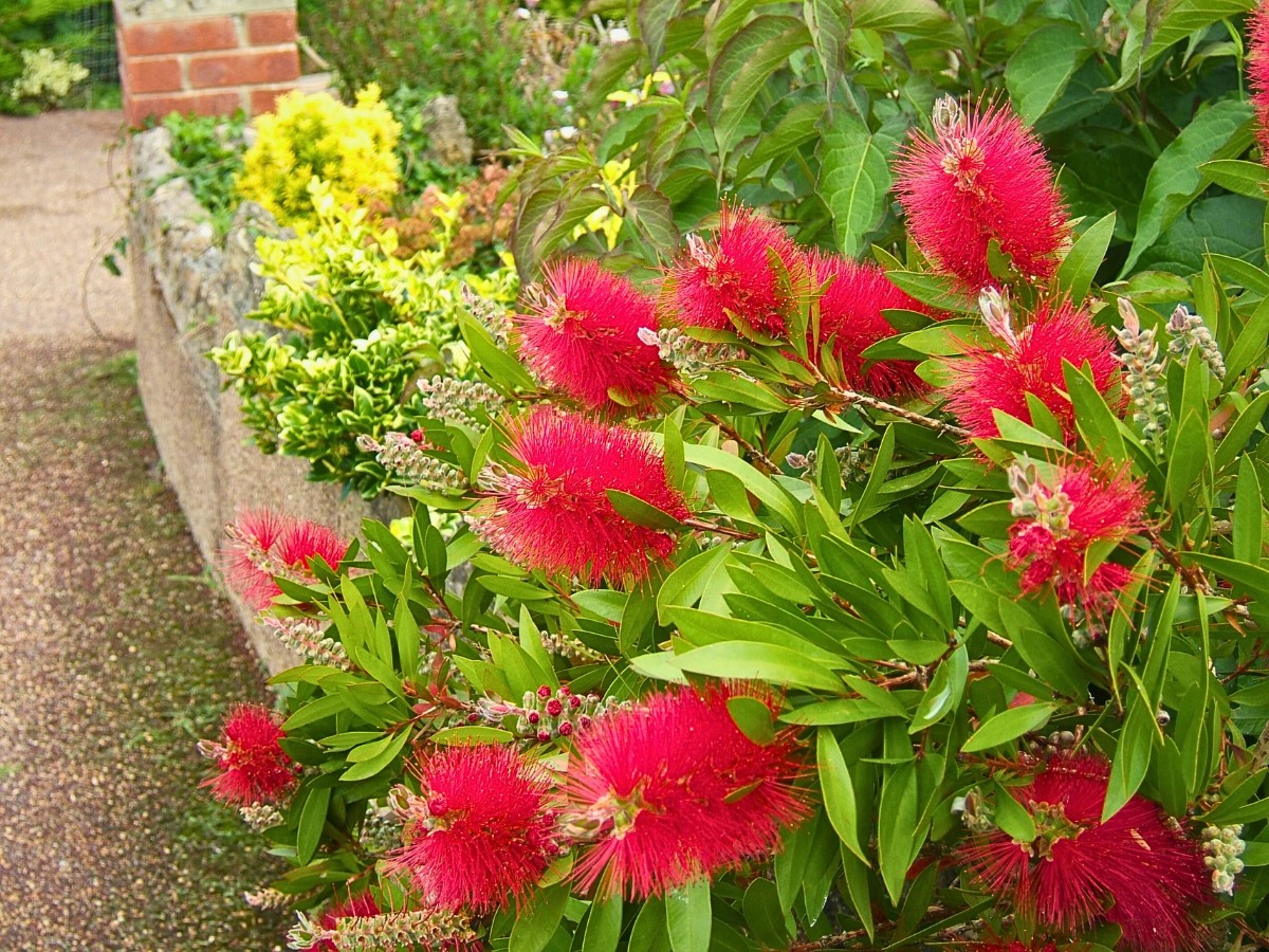 Crimson bottlebrush for sale is usually available from nurseries and online specialists in regions with mild winters, often listed as Callistemon citrinus crimson bottlebrush, Melaleuca citrina, or named forms like Callistemon citrinus Little John.