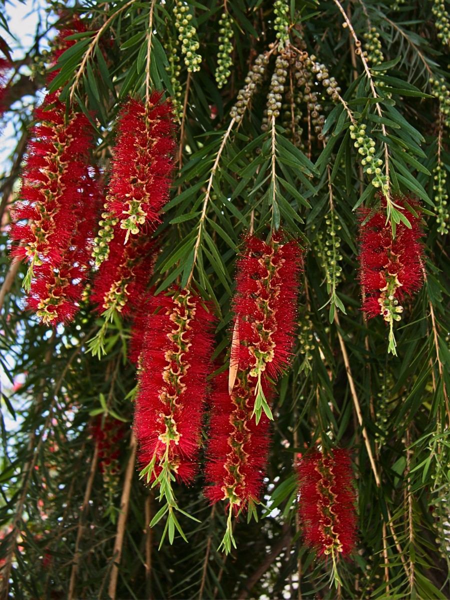 Crimson Bottlebrush, Scientifically Known as Melaleuca Citrina or Callistemon Citrinus