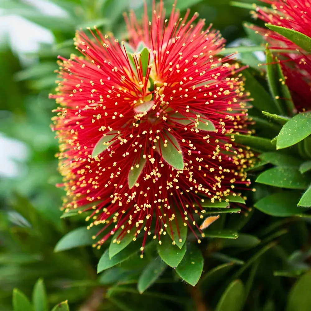 Crimson Bottlebrush, Scientifically Known as Melaleuca Citrina or Callistemon Citrinus