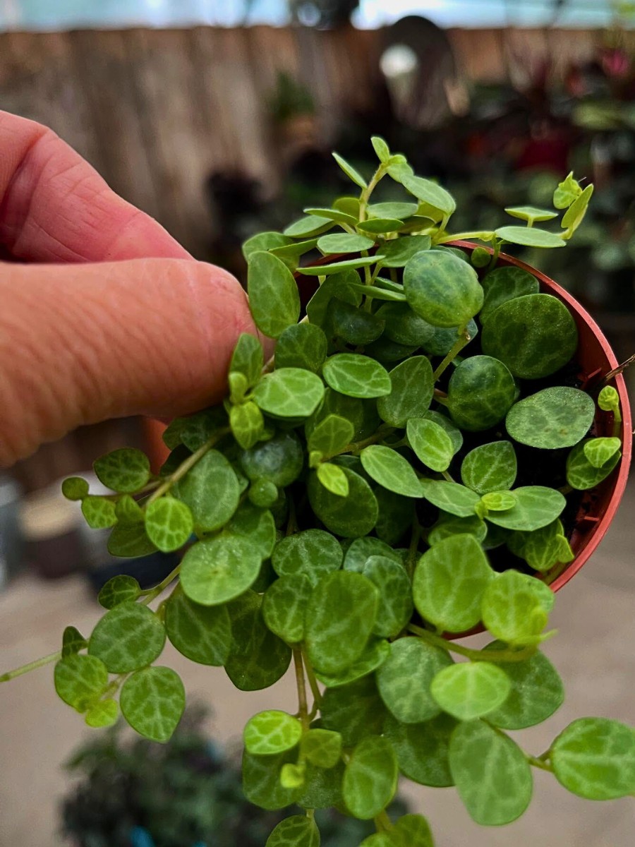 Is Peperomia prostrata the same as string of turtles plant?