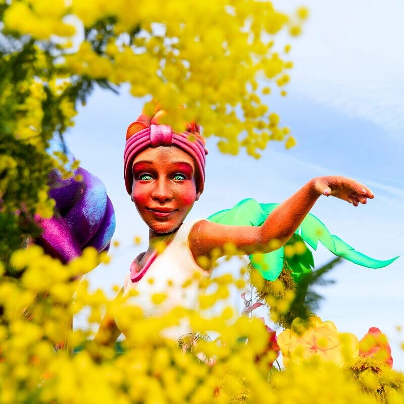 Mimosa flower festival