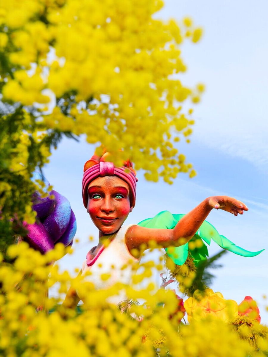 Mimosa festival in France