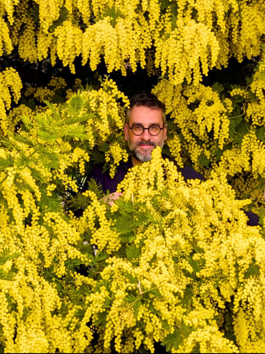A guy in between mimosa flowers