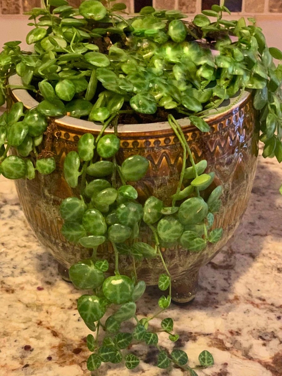 Why Is the String of Turtles Plant So Popular?