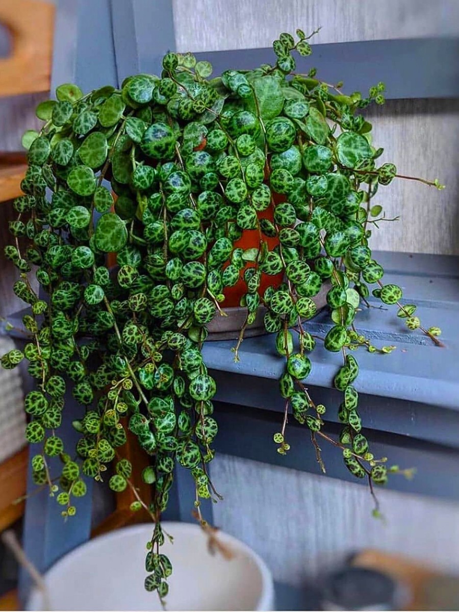 Whether you're wondering how to plant string of turtles plants for the first time or seeking advanced string of turtles plant care tips, understanding Peperomia prostrata's origins is key.