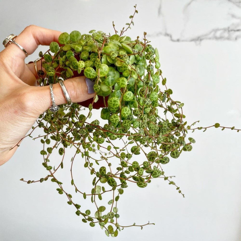 Peperomia prostrata (the botanical name for string of turtles plants) adapts well to average household conditions