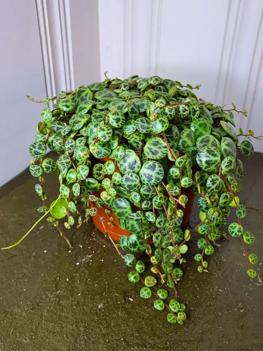 It takes three to five years for the string of turtles to reach full maturity