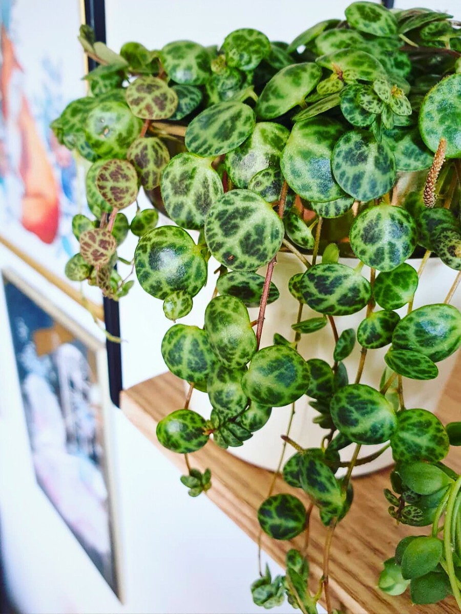 When selecting soil for Peperomia prostrata, remember that string of turtles plants require excellent drainage to prevent root rot.