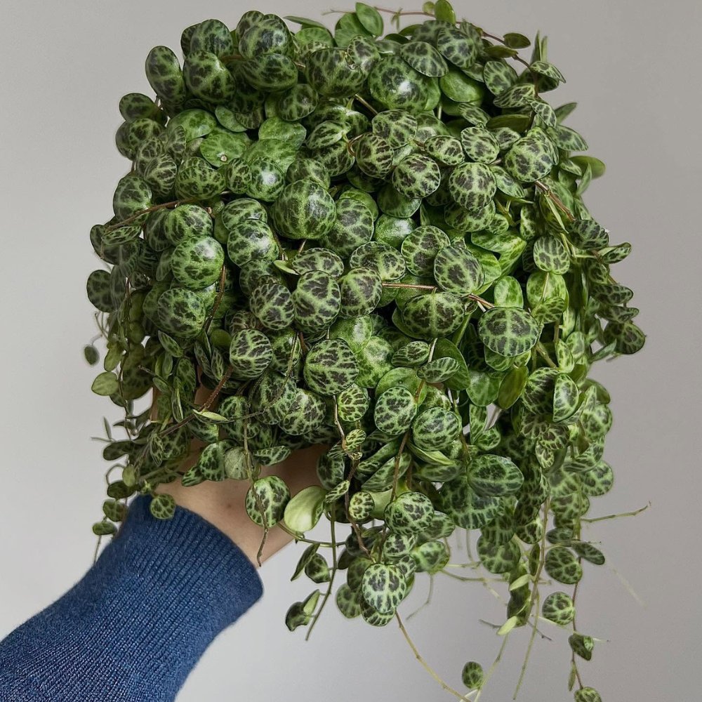 The best string of turtles plant care routine for Peperomia prostrata includes providing bright indirect light, using well-draining soil, watering when the top inch of soil is dry, and maintaining humidity levels between 40-50%. 