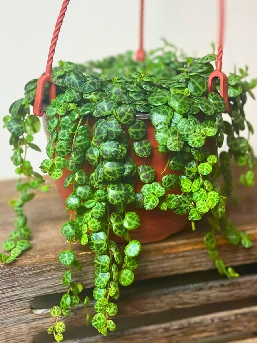 Proper string of turtle plant care and Peperomia prostrata maintenance begins with mastering the watering schedule for this semi-succulent species.