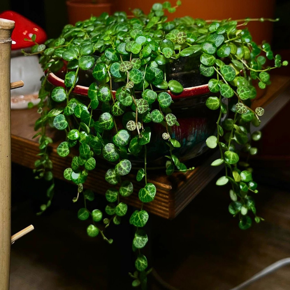 When selecting soil for Peperomia prostrata, remember that string of turtles plants require excellent drainage to prevent root rot.