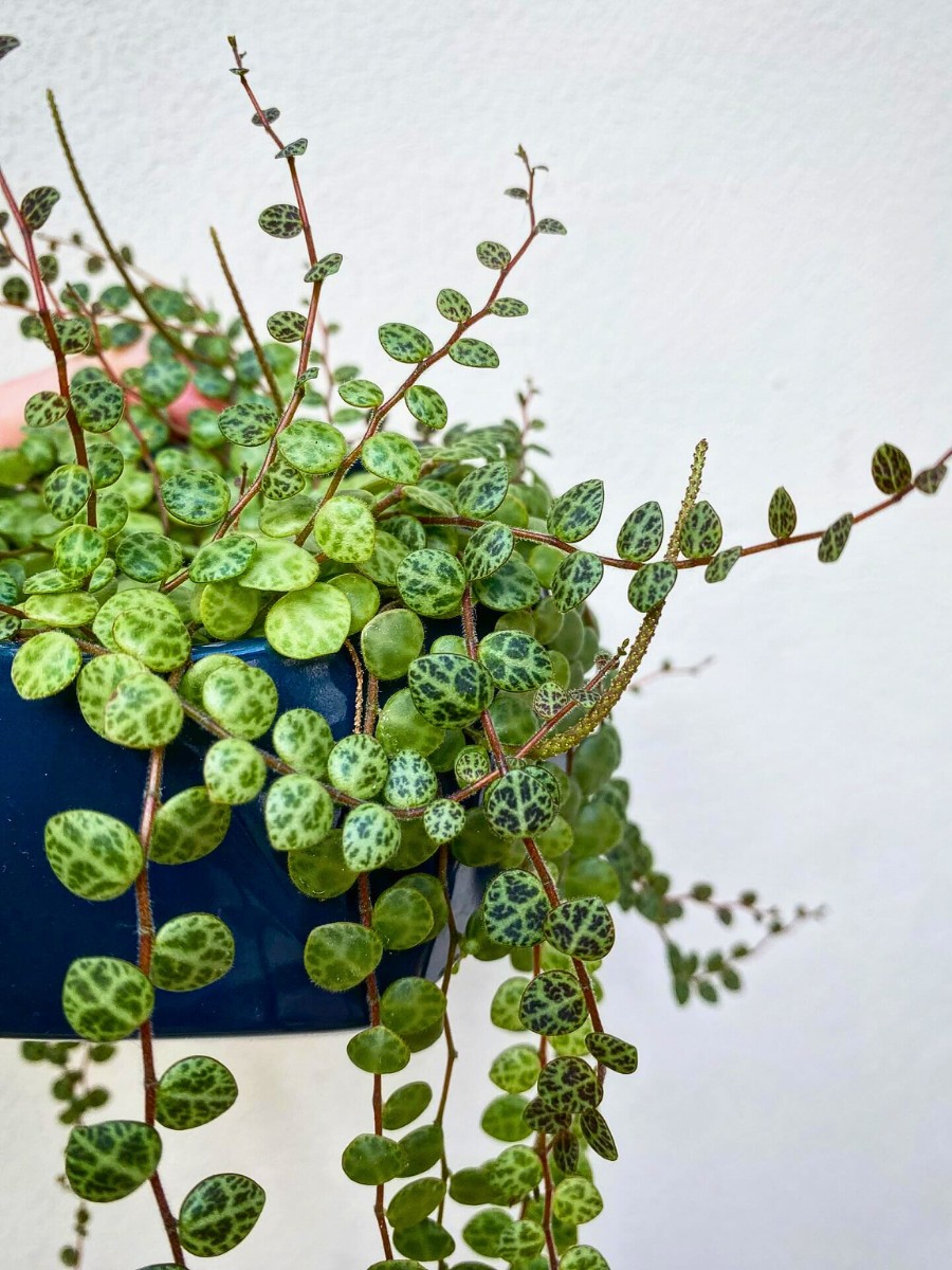 Many plant enthusiasts ask how to plant string of turtles cuttings successfully. Peperomia prostrata propagation is rewarding and relatively simple when you follow the right techniques.