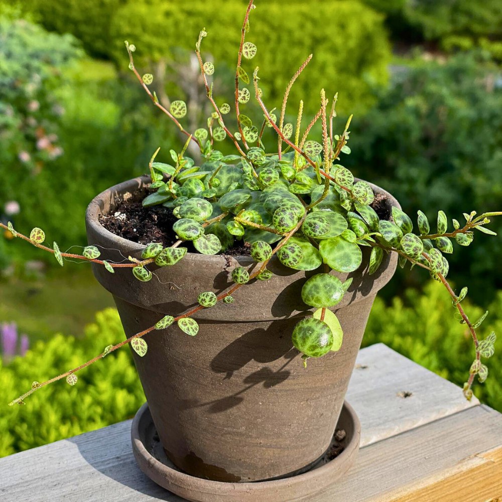 The Peperomia prostrata, commonly known as string of turtles plant, continues to capture attention