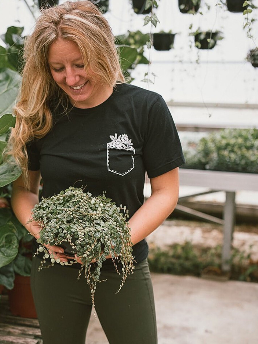 Understanding how to care for string of turtles plants means replicating their natural rainforest environment as closely as possible.